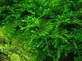 Grün  Pfauenmoos Aquarium Wasser-pflanzen, Foto und Merkmale