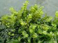 Green  Pearl Moss Aquarium Aquatic Plants, Photo and characteristics