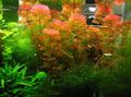 Red  Red cabomba Aquarium Aquatic Plants, Photo and characteristics