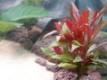 Red Aquarium Aquatic Plants Red hygrophila, Alternanthera reineckii characteristics, Photo