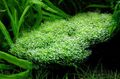 Aquarium mosses Riccia sp. dwarf Aquatic Plants characteristics and Photo