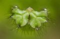 Green mosses Ricciocarpus natans Aquarium Aquatic Plants, Photo and characteristics