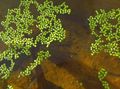 Grün  Wurzellose Wasserlinsen Aquarium Wasser-pflanzen, Foto und Merkmale