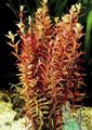 Rot  Rotala Indica Aquarium Wasser-pflanzen, Foto und Merkmale