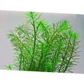 Green  Rotala najean Aquarium Aquatic Plants, Photo and characteristics
