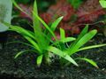 Aquarium  Sagittaria Platyphylla Wasser-pflanzen Merkmale und Foto