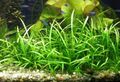 Grün  Sagittaria Spec Aquarium Wasser-pflanzen, Foto und Merkmale
