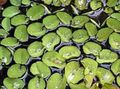 Green ferns Salvinia auriculata Aquarium Aquatic Plants, Photo and characteristics