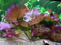 Purple  Seerose (Tigerlotus) Aquarium Aquatic Plants, Photo and characteristics