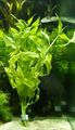 Grün  Senegal Tee Aquarium Wasser-pflanzen, Foto und Merkmale