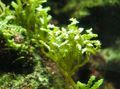 Green  Serrated green seaweed Aquarium Aquatic Plants, Photo and characteristics