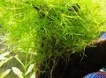 Green  Slender Naiad Aquarium Aquatic Plants, Photo and characteristics