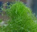 Green  Spaghetti algae (Green Hair Algae) Aquarium Aquatic Plants, Photo and characteristics