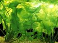 Green  Spatterdock Aquarium Aquatic Plants, Photo and characteristics