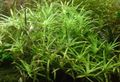 Green Aquarium Aquatic Plants Stargrass, Heteranthera zosterifolia characteristics, Photo