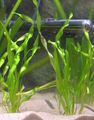 Green  Straight vallisneria Aquarium Aquatic Plants, Photo and characteristics