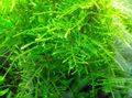 Green  Taiwan Moss Aquarium Aquatic Plants, Photo and characteristics