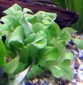 Green  Thin-leaf Brookweed Aquarium Aquatic Plants, Photo and characteristics