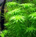 Green  Tonina fluviatilis Aquarium Aquatic Plants, Photo and characteristics