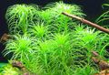 Green  Tonina sp. Belen Aquarium Aquatic Plants, Photo and characteristics
