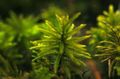 Green  Tree Moss Aquarium Aquatic Plants, Photo and characteristics