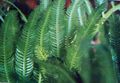 Green  Tropical seaweed Aquarium Aquatic Plants, Photo and characteristics