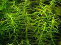 Green  Water hedge Aquarium Aquatic Plants, Photo and characteristics