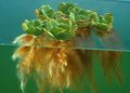 zaļš Akvārijs ūdensaugi Ūdens Salāti, Pistia stratiotes raksturlielumi, Foto