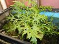 Green ferns Water Sprite Aquarium Aquatic Plants, Photo and characteristics