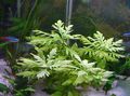 Green  Water wisteria Aquarium Aquatic Plants, Photo and characteristics