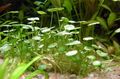 Aquarium  Whorled Pennywort, Marsh Pennywort Aquatic Plants characteristics and Photo