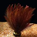 Red  Whorly Rotala Aquarium Aquatic Plants, Photo and characteristics