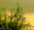 Green  Willow moss Aquarium Aquatic Plants, Photo and characteristics