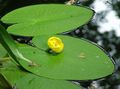 Green  Yellow pond-lily Aquarium Aquatic Plants, Photo and characteristics