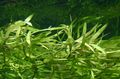 Green  Zosterella dubia Aquarium Aquatic Plants, Photo and characteristics
