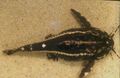 Striped Aquarium Fish Acanthodoras spinosissimus characteristics, Photo