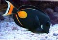 Black Achilles Tang Aquarium Fish, Photo and characteristics
