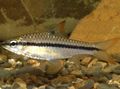 Striped African Blackband Barb Aquarium Fish, Photo and characteristics