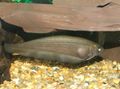 Elongated African Knifefish care and characteristics, Photo