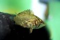 Oval African Leaf Fish care and characteristics, Photo