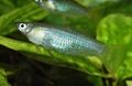 Silver Alfaro cultratus Aquarium Fish, Photo and characteristics