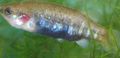 Motley Allotoca Aquarium Fish, Photo and characteristics
