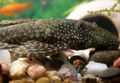 Elongated Aquarium Fish Ancistrus cirrhosus care and characteristics, Photo