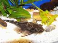 Elongated Aquarium Fish Ancistrus multispinnis care and characteristics, Photo