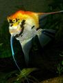 Bunt Angelfish Scalare Zierfische, Foto und Merkmale