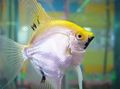 Silver Angelfish scalare, Photo and characteristics