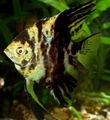 Getupft Angelfish Scalare Zierfische, Foto und Merkmale