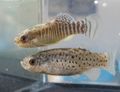 Striped Aphanius Aquarium Fish, Photo and characteristics