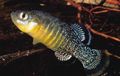 Motley Aphanius Aquarium Fish, Photo and characteristics