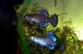 Blue Aphanius Aquarium Fish, Photo and characteristics